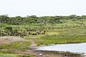 Ndutu gnu flok00